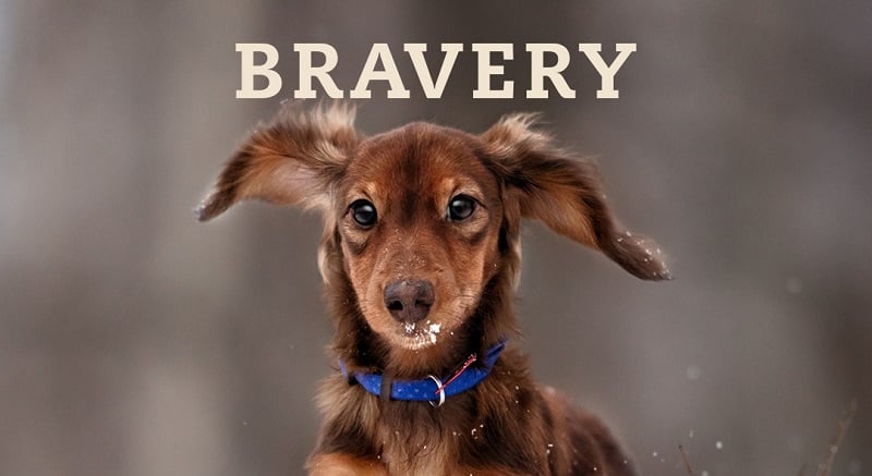 Bravery Dog Puppy Medium/Large Salmone 4 kg