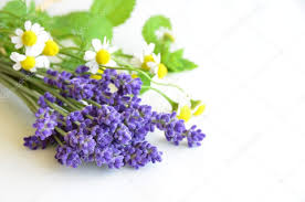 Salviette Detergenti Bio Lavanda e Camomilla - 30 Pz