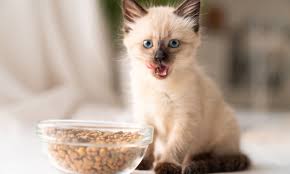 Bravery Gatto Adult Sterilizzato Aringa 600 Gr
