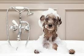 Shampoo Rigenerante con Olio di Cocco 300 ml
