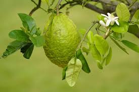 Detergente Concentrato Inodorina per Superfici e Pavimenti Cedro 1 Lt