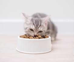 Bravery Gatto Kitten Pollo 600 Gr