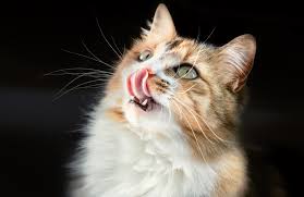 Bravery Gatto Adult Sterilizzato Pollo 600 Gr