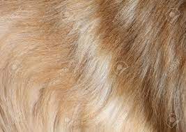 Shampoo Rituals Per tutti le razze di cane con Estratto di Timo e Malaleuca 250 ml