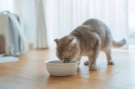 Bravery Gatto Adult Sterilizzato Pollo 2 Kg