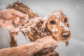 Shampoo Rituals Scudo con Olio di Neem 250 ml