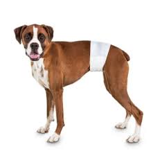 Fasce Assorbenti Inodorina per Cani Tg XL - 12 Pz
