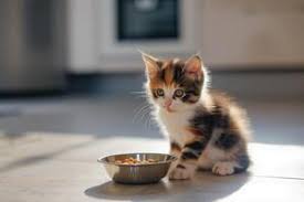Exclusion Gatto Kitten Pollo 1.5 kg