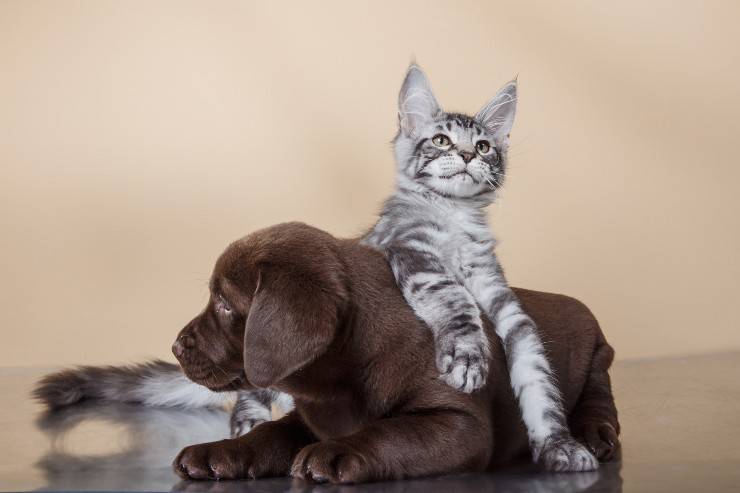 Alimenti per cuccioli cane e gatto selezionati da HobbyZoo