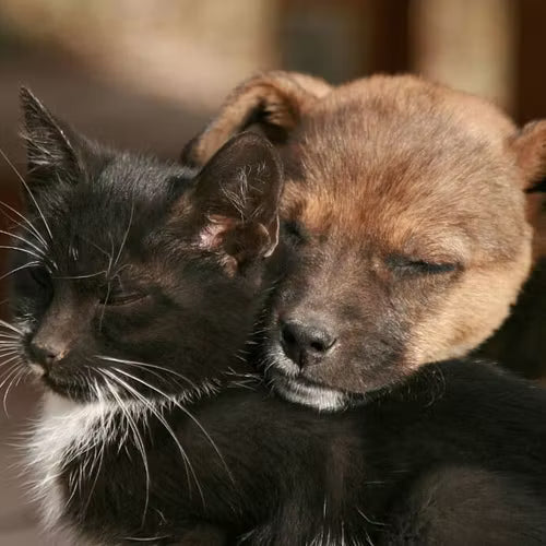 Alimenti per cani e gatti senior selezionati da HobbyZoo