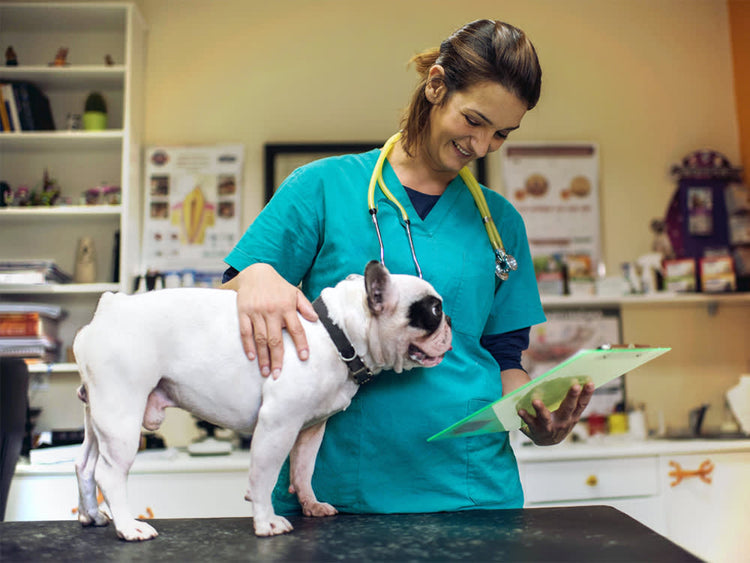 Diete veterinarie per cani e gatti selezionate da HobbyZoo
