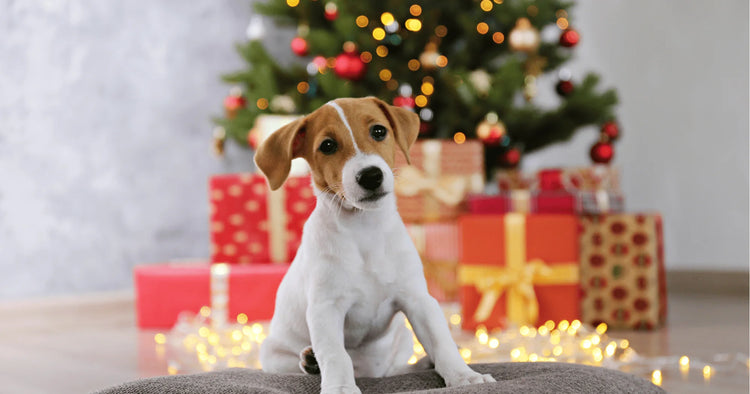 Il Natale è ancora più bello insieme a loro.
