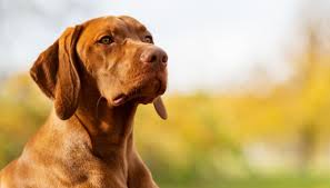 Cane