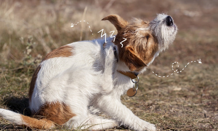 Alimenti monoproteici per cani con sensibilità alimentari e intolleranze, selezione HobbyZoo.