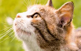 Gatto