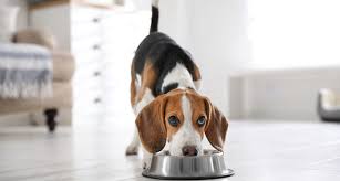 Exclusion Dog Adult Mini Agnello 500 gr