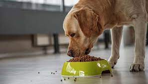 Bravery Dog Puppy Medium/Large Salmone 12 kg